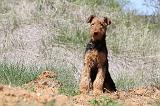 AIREDALE TERRIER 229